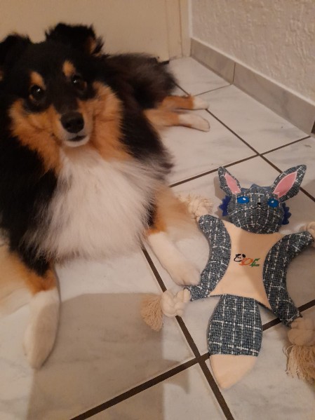 Sheltie Duncan Sheltie Duncan