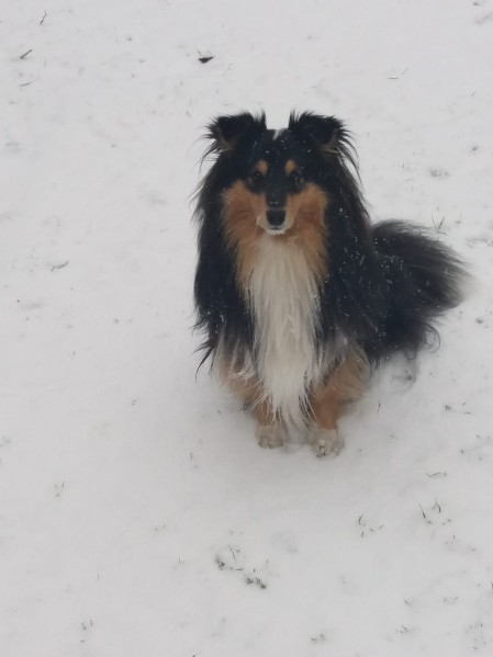 Sheltie Dougal