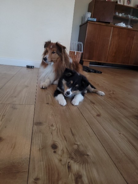 Sheltie Eoghan