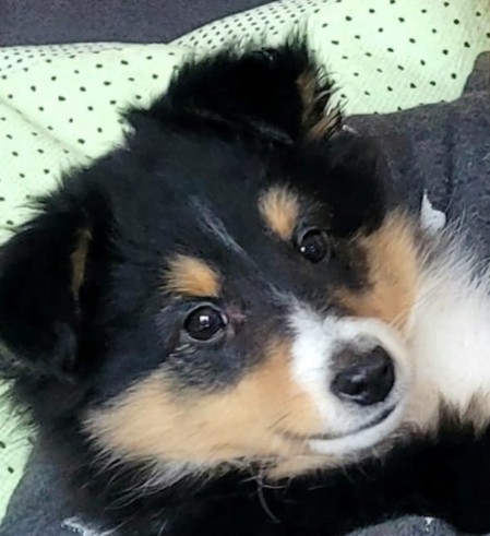 Sheltie Eoghan Sheltie Eoghan