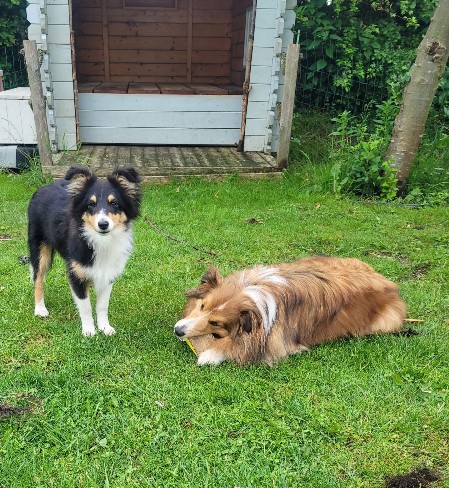Sheltie Eoghan Sheltie Eoghan