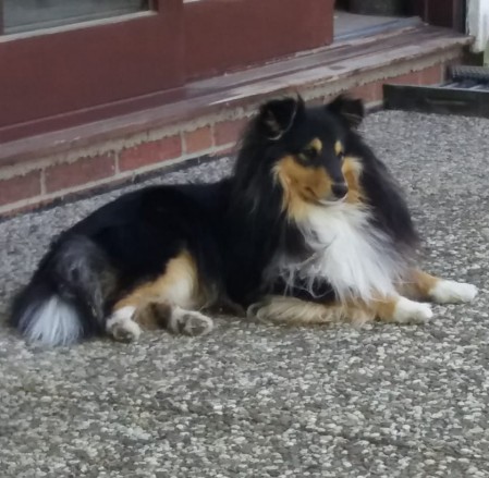 Sheltie Dougal Sheltie Dougal