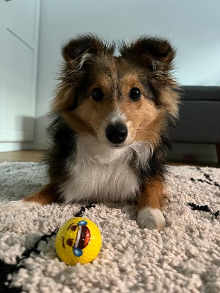 Sheltie Eithne Sheltie Eithne