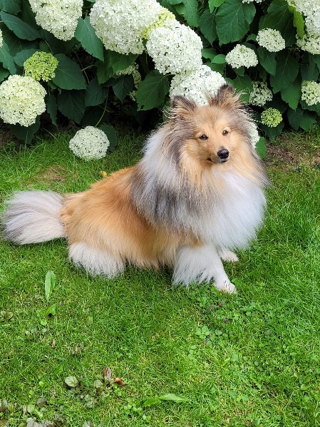 Sheltie Cailean