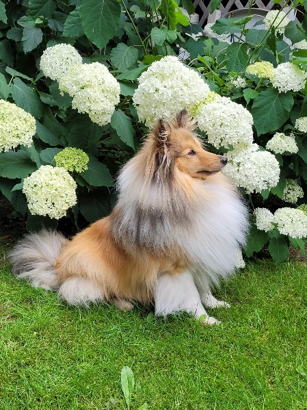 Sheltie Cailean