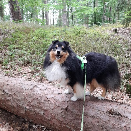 Sheltie Duncan Sheltie Duncan