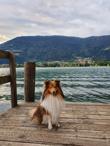 Sheltie Ciaran Sheltie Ciaran