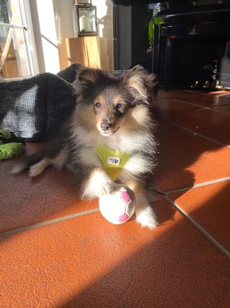 Sheltie Faith