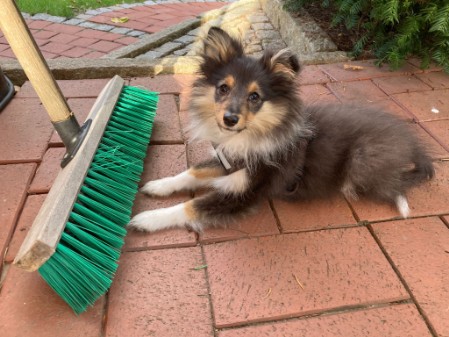 Sheltie Faith