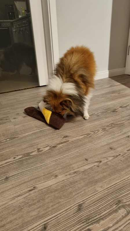 Sheltie Colin