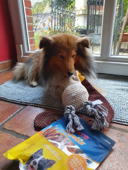 Sheltie Ciaran Sheltie Ciaran