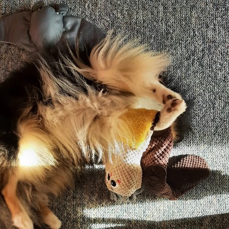 Sheltie Duncan Sheltie Duncan