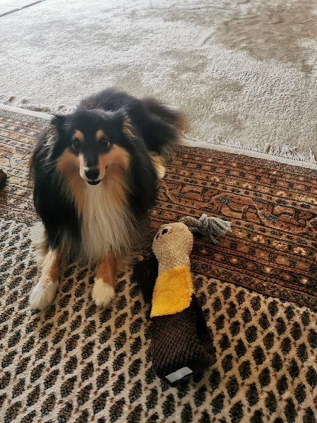 Sheltie Dougal Sheltie Dougal