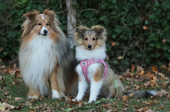 Sheltie Fianna Sheltie Fianna