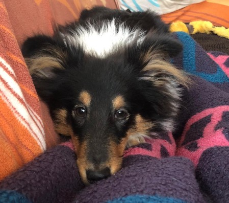 Sheltie Finola Sheltie Finola