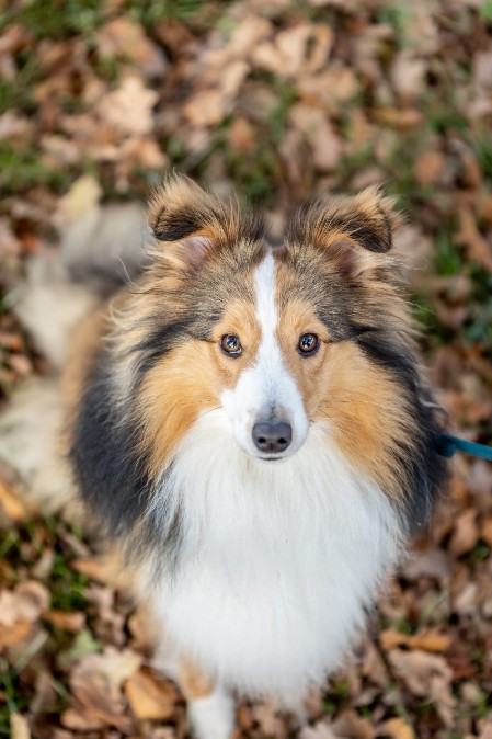 Sheltie Èamonn