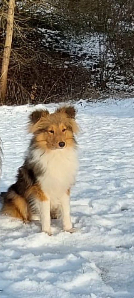 Sheltie Fianna Sheltie Fianna