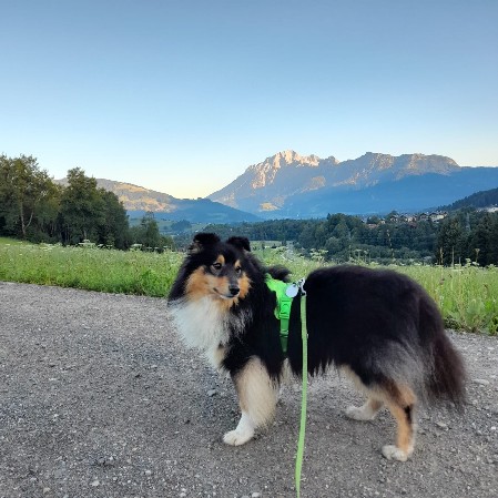 Sheltie Duncan Sheltie Duncan