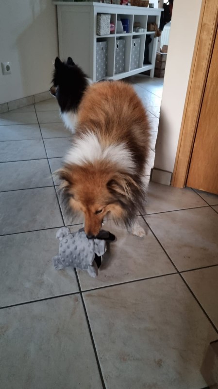 Sheltie Colin