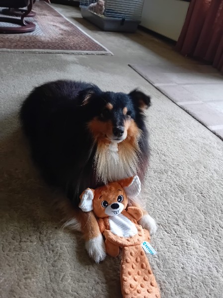 Sheltie Dougal