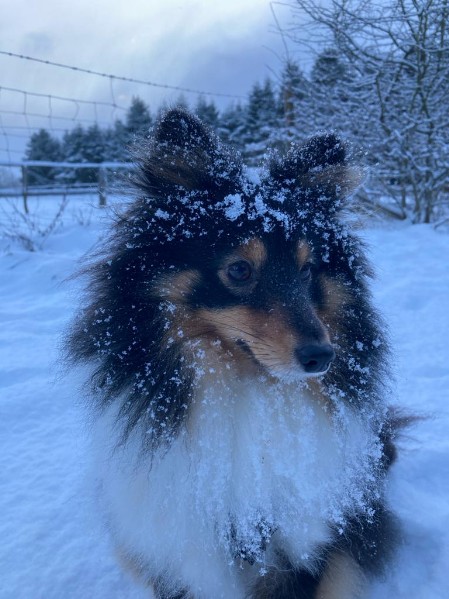 Sheltie Faith Sheltie Faith