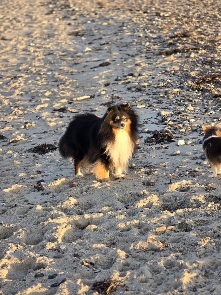 Sheltie Brian Sheltie Brian