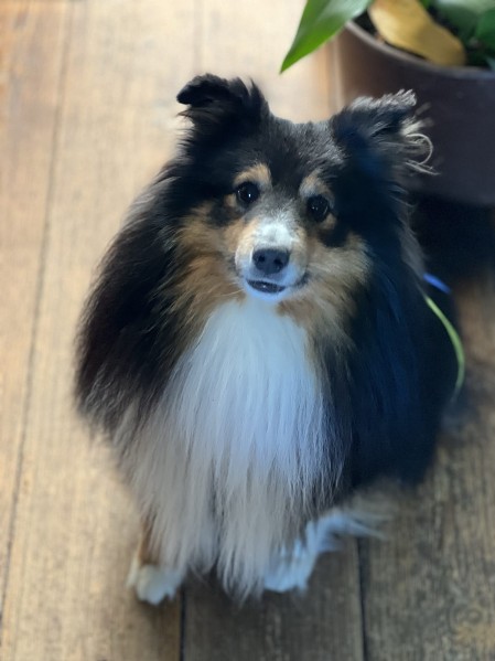 Sheltie Brian Sheltie Brian