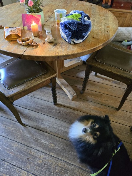 Sheltie Brian Sheltie Brian