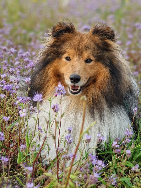 Sheltie Ciaran Sheltie Ciaran