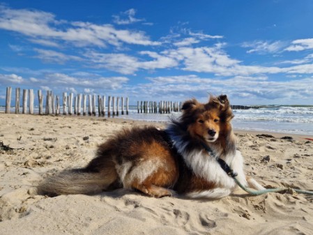 Sheltie Ciaran Sheltie Ciaran