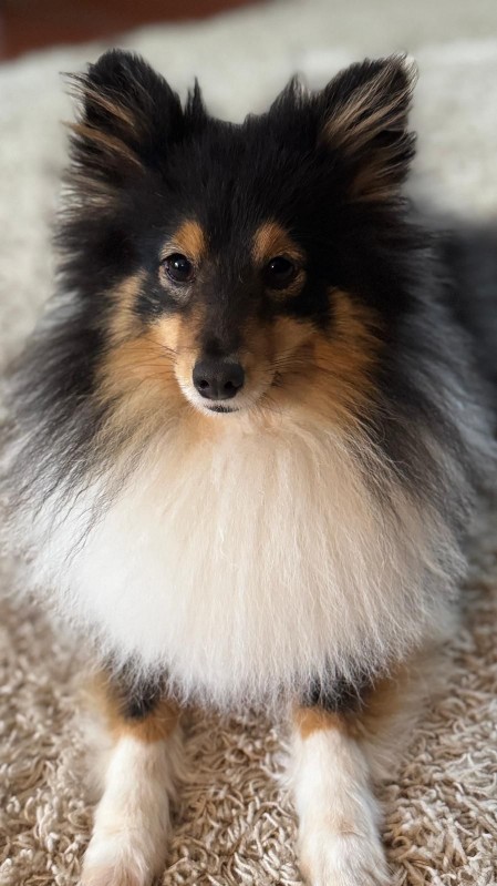 Sheltie Faith Sheltie Faith