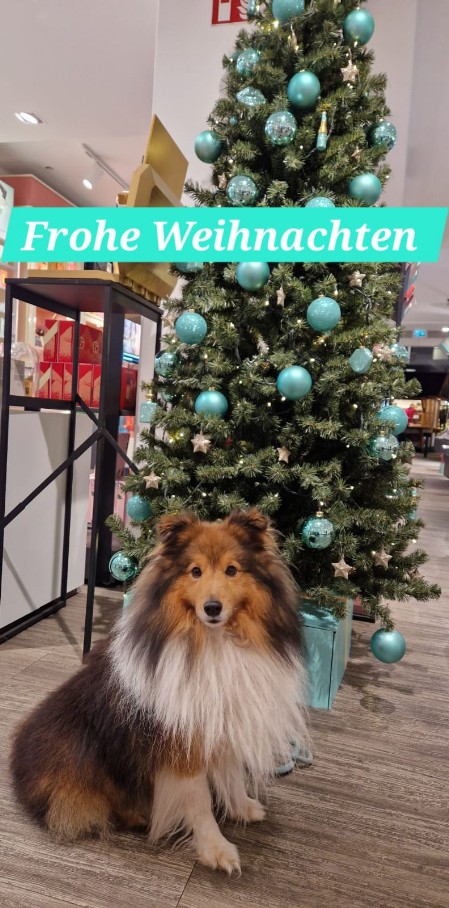 Sheltie Ciaran Sheltie Ciaran