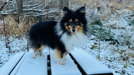 Sheltie Faith Sheltie Faith