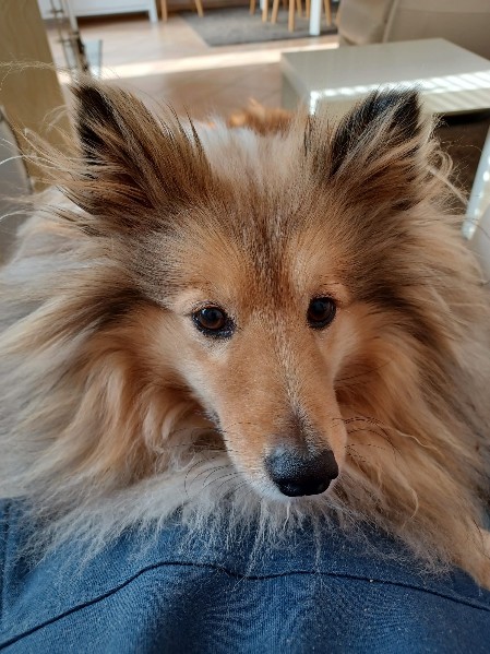 Sheltie Cailean Sheltie Cailean