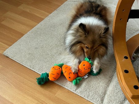 Sheltie Fenella