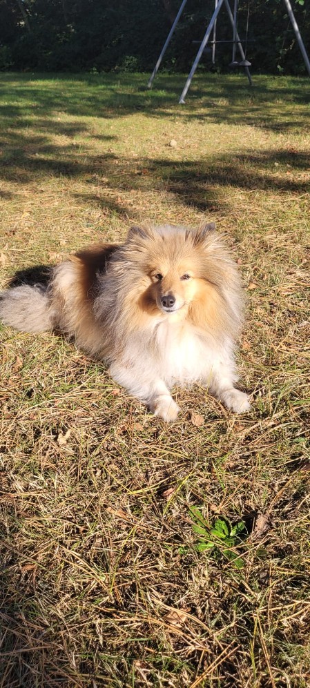 Sheltie Cailean