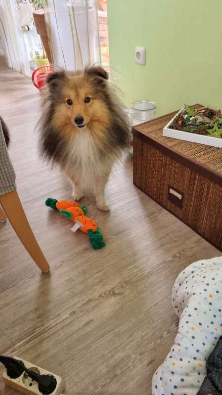 Sheltie Colin