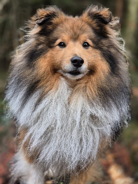 Sheltie Ciaran