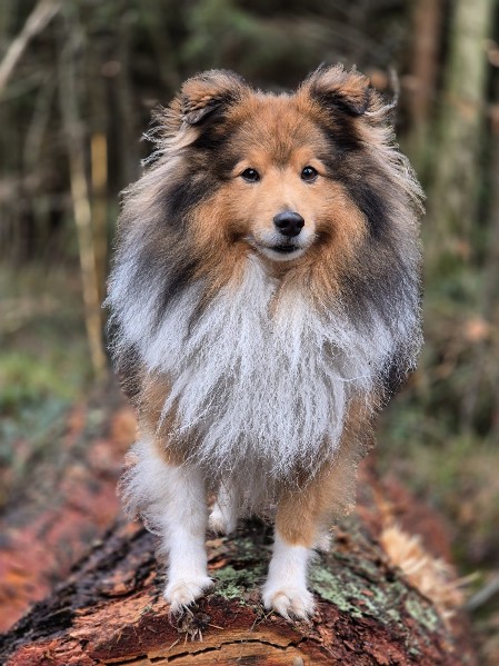 Sheltie Ciaran