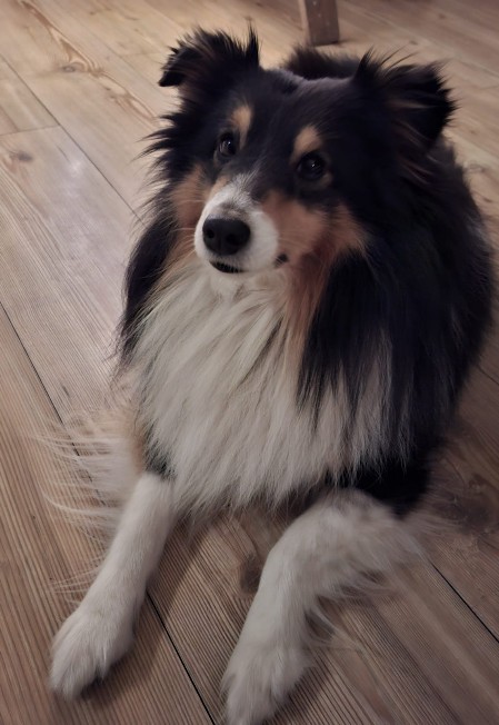 Sheltie Eoghan