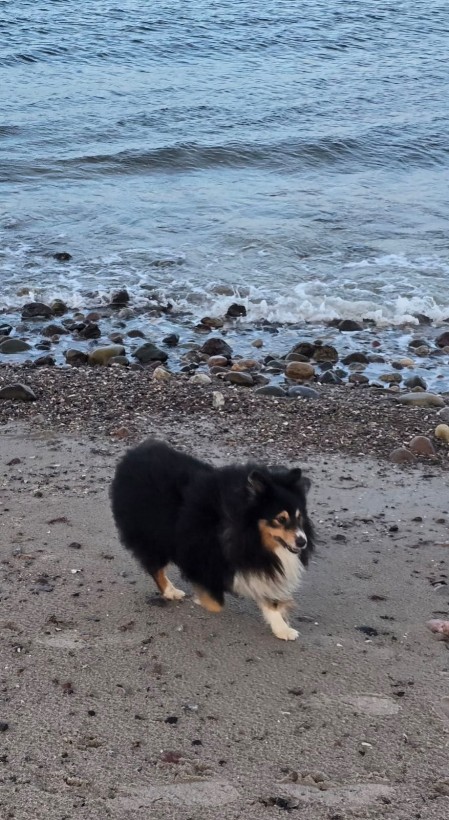 Sheltie Brian