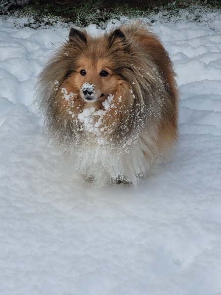 Sheltie Cailean