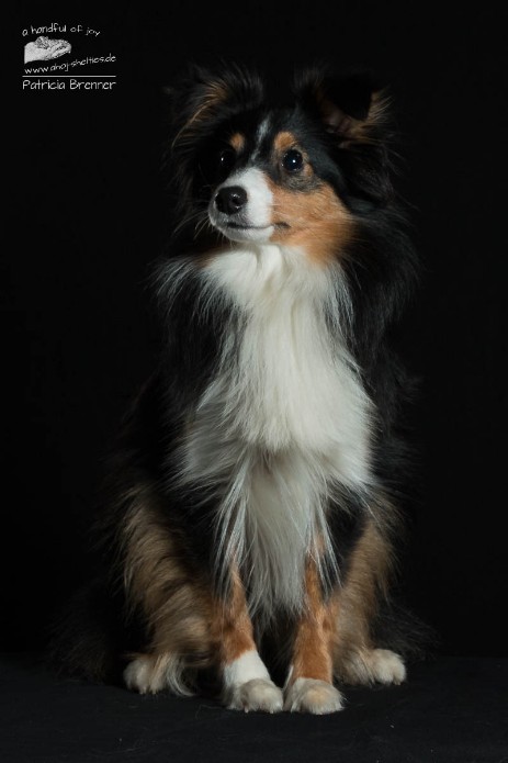 Sheltie Rachel