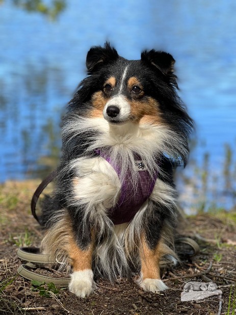 Sheltie Rachel