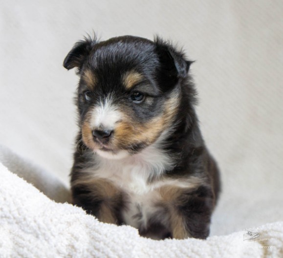 Sheltie Brian Sheltie Brian