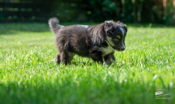 Sheltie Brianna Sheltie Brianna