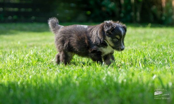 Sheltie Brianna