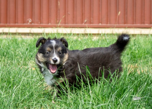Sheltie Brianna Sheltie Brianna
