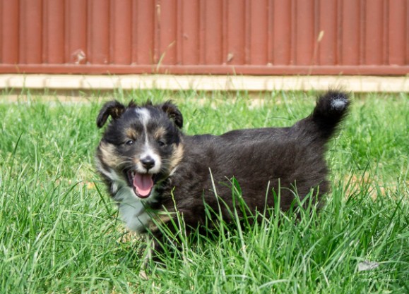 Sheltie Brianna