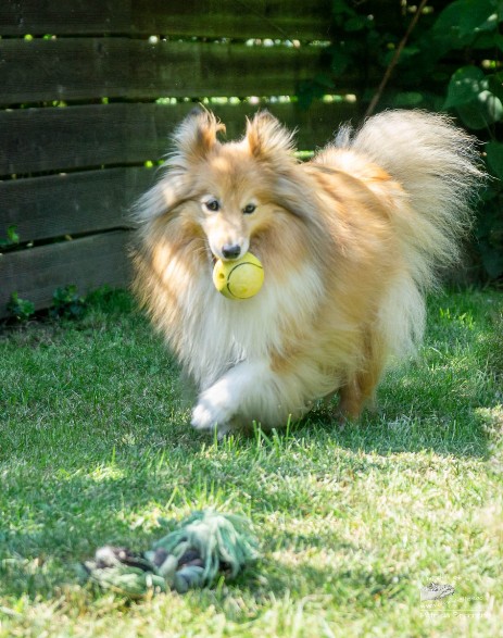 Sheltie Jamie